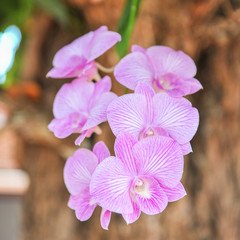 Beautiful orchids purple the queen of flowers in Thailand