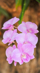 Beautiful orchids purple the queen of flowers in Thailand