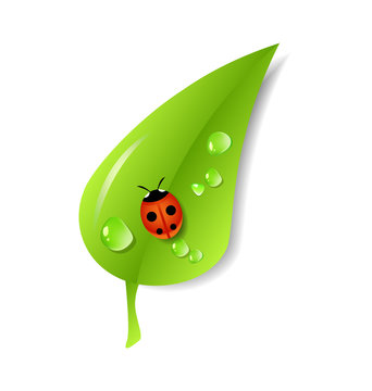 Green leaf with ladybug and dew. Ecology concept. Vector Illustration. EPS 10.