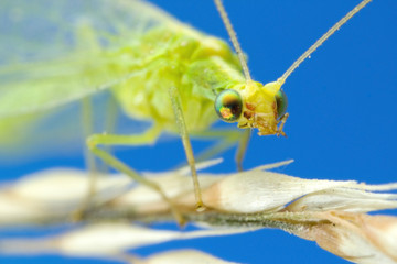 Lacewing at 3X life-size magnification