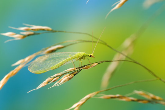 Lacewing at life-size magnification