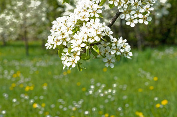 Ast mit weissen Apfelblueten