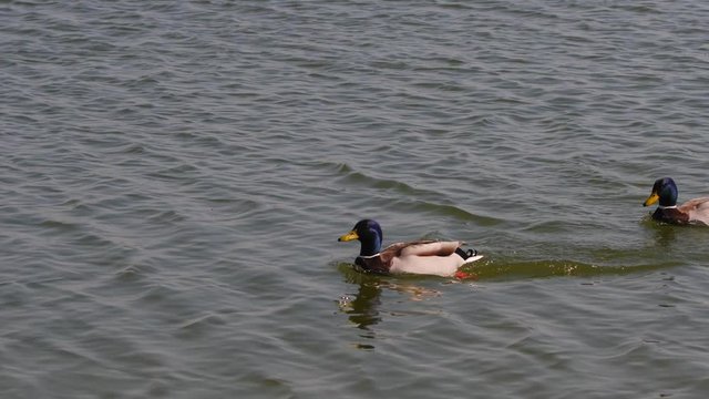 canard colvert