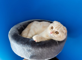 Scottish Fold kitten lying on  couch