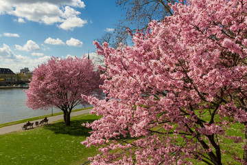 Cherry tree blossom at the Main river