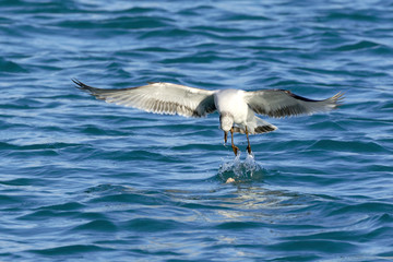 Naklejka premium Sea Gull flying over the Mediterranean sea