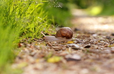 snail on the way