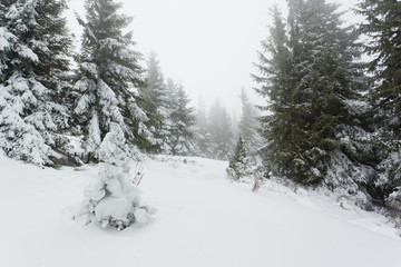 winter