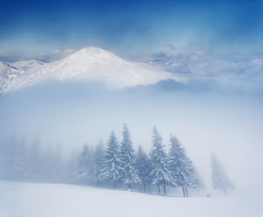 Obraz premium winter