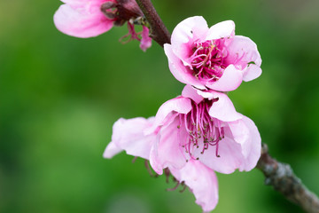 Peach blossom