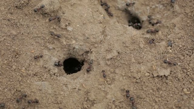 Close-up shot of anthill in the soil