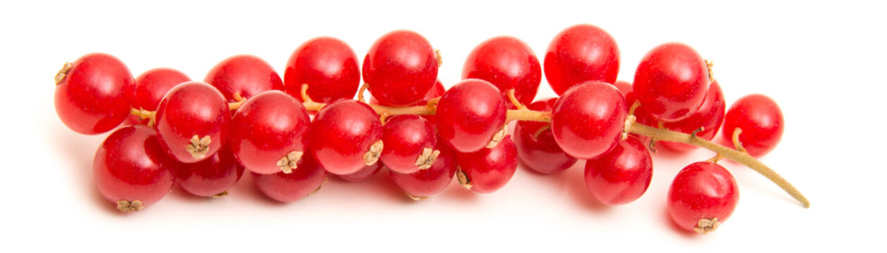 bacche di ribes rosso su fondo bianco
