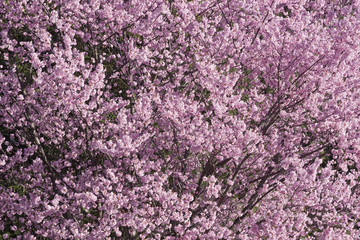 Dream Catcher flowering cherry (Prunus x hybrid Dream Catcher)