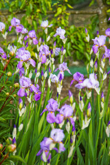 Obraz na płótnie Canvas Violet Iris in Kitchen garden in Audley