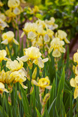 Yellow Iris in Kitchen garden in Audley