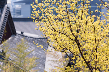 Corni flowers in spring