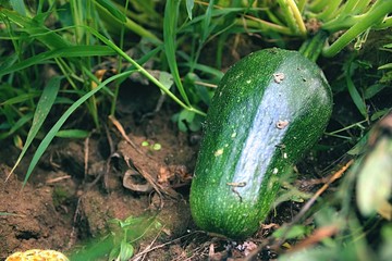 Obraz premium Ripening zucchini on the field.