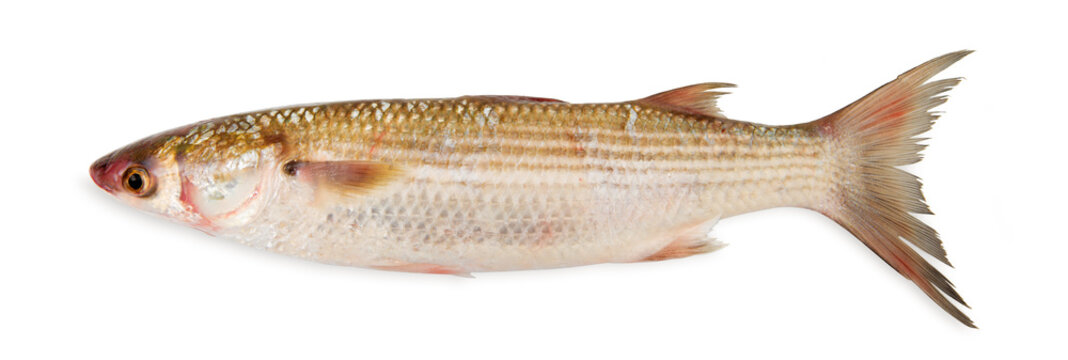 pesce cefalo su fondo bianco