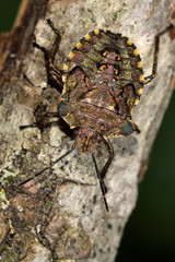 Red-legged shieldbug (Pentatoma rufipes) final instar nymph. A juvenile iridescent true bug in the family Pentatomidae, showing metallic colouring. Also known as the forest bug