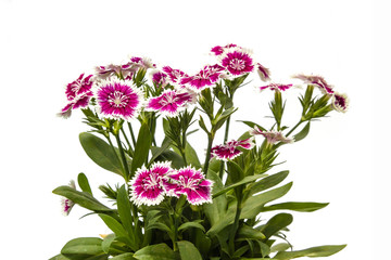 Dianthus chinensis (China Pink) Flowers on white background