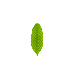 Green leaves isolated on white background.