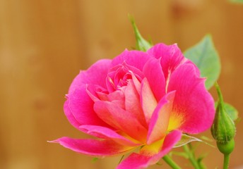Close-up image of a colourful miniature rose.