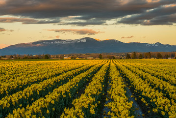 Сolorful field of narcissus