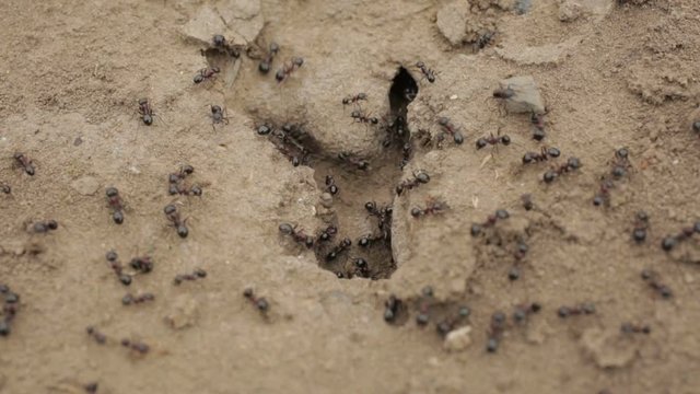 Close-up shot of anthill in the soil