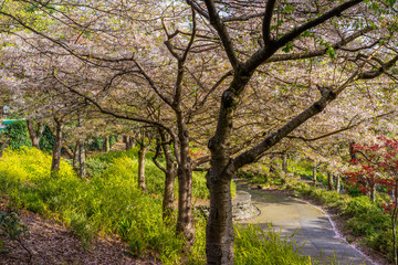 Obraz premium Spring flowering trees