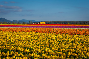 Сolorful field of tulips