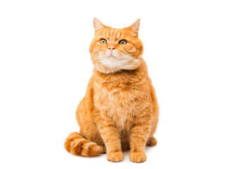 Naklejka premium ginger cat