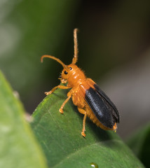 orange bug
