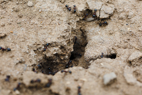 Close-up image of anthill in the soil