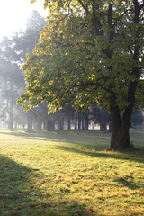 Obraz premium autumn morning in city park