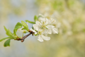 Plum flowers