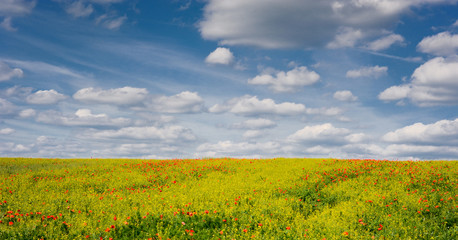 Poppy and Oilseed rape plant field with cloudy blue sky, Czech countryside.