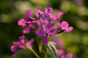 Obraz na płótnie Canvas Purple flowers
