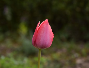 Pink tulip