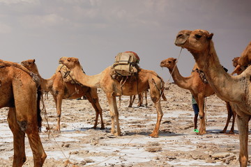 Dromedaries waiting to be loaded with amole-salt slabs. Danakil-Ethiopia. 0361