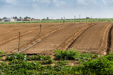 Agricultural fields