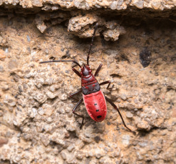 red cotton bug