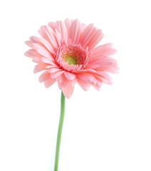 Pink gerbera, isolated on white