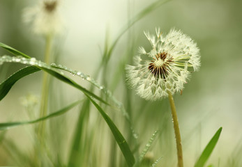 Dandelion