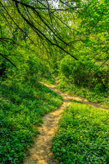 the lane through the dense forest