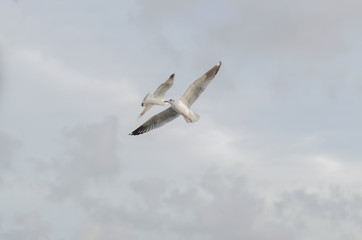 Beautiful Seagulls flying in the sky