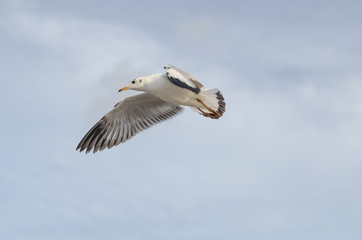Beautiful Seagulls flying in the sky