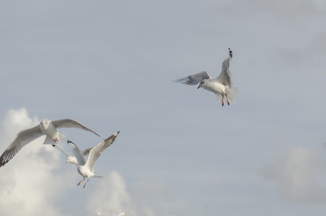 Beautiful Seagulls flying in the sky
