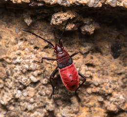 red cotton bug