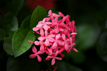 Pink tropical flower ixora.