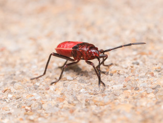 red cotton bug